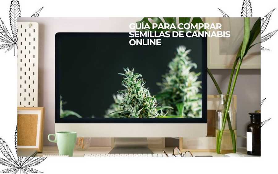 buy cannabis seeds online