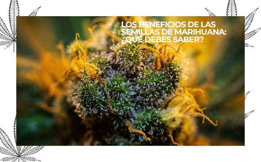 beneficios semillas de marihuana