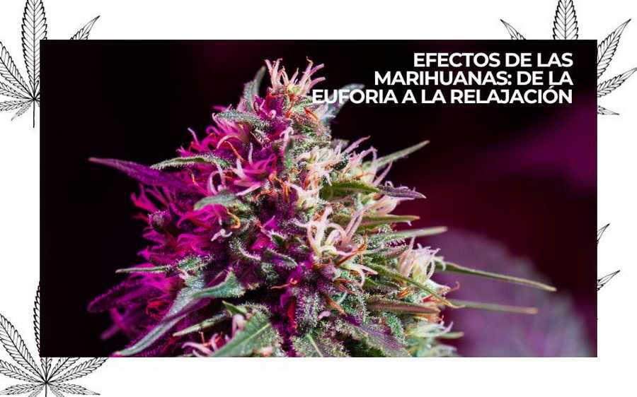 efectos de las marihuanas