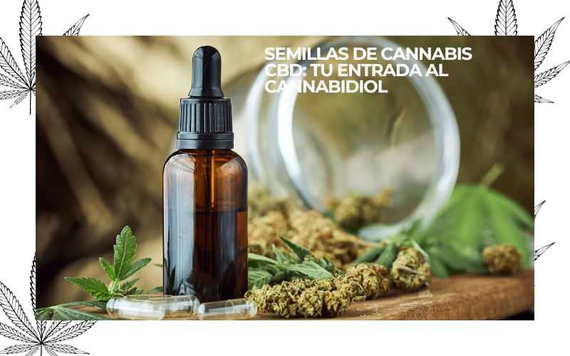 semillas de cannabis