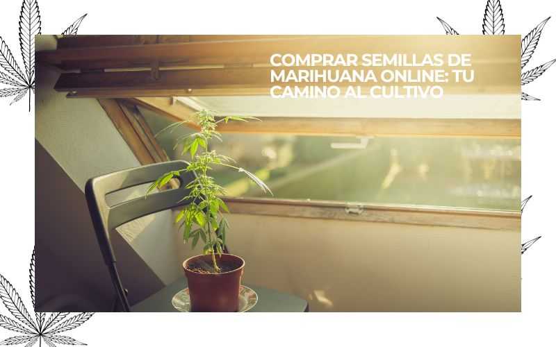 Cannabis Seeds Online