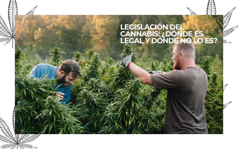 Cannabis Legislation