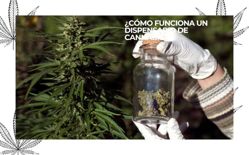 Dispensario de Cannabis
