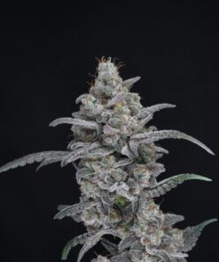 Alternative view of Chimera Crasher - Feminized Cannabis Seeds - USA line