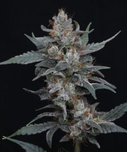 Alternative view of Whipped Runtz AUTO - Autoflowering Cannabis Seeds - USA line