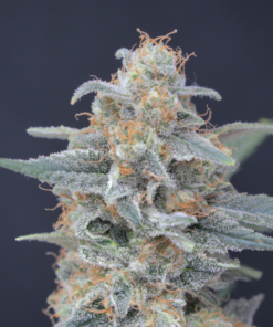 Alternative view of Honeyed Cream Dream - Feminized Cannabis Seeds - USA line