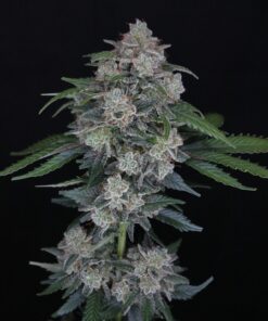 Alternative view of MAK OG AUTO - Autoflowering Cannabis Seeds - USA line