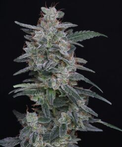 Alternative view of MAC² AUTO - Autoflowering Cannabis Seeds - USA line