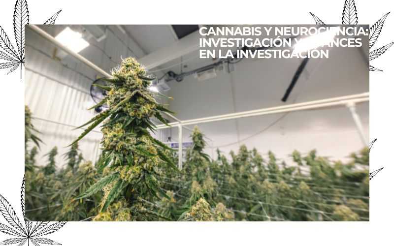 cannabis y neurociencia