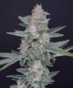 Alternative view of HB Dunkin'z - Feminized Cannabis Seeds - USA line