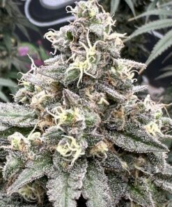 Alternative view of Pure-Amnesia Haze Feminized Cannabis Seeds