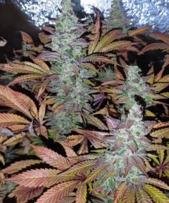 Alternative view of Super Skunk Feminized Cannabis Seeds