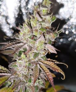Super Skunk Feminized Cannabis Seeds