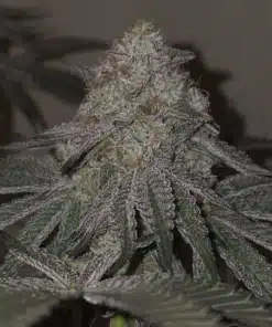 Kushido - Feminized Cannabis Seeds - Yuzuza Line