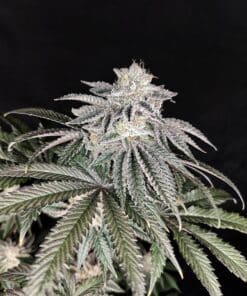 Cherry Melt - Feminized Cannabis Seeds - Yuzuza Line