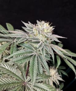 Golden Truffle- Feminized Cannabis Seeds - Yuzuza Line