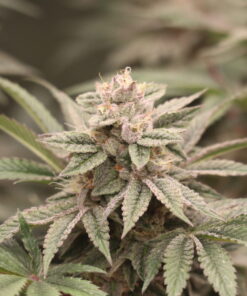 Melon Widow Feminized Cannabis Seeds