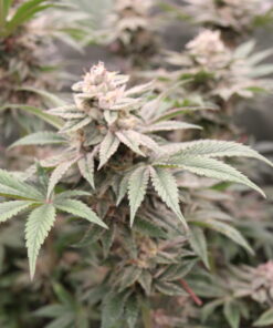 Alternative view of Melon Widow Feminized Cannabis Seeds