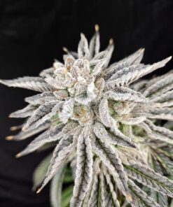 Yuzu Grape Kush - Feminized Cannabis Seeds - Yuzuza Line